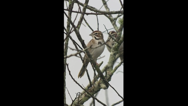 Lark Sparrow - ML411663111