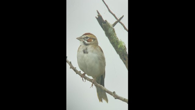 Lark Sparrow - ML411663761