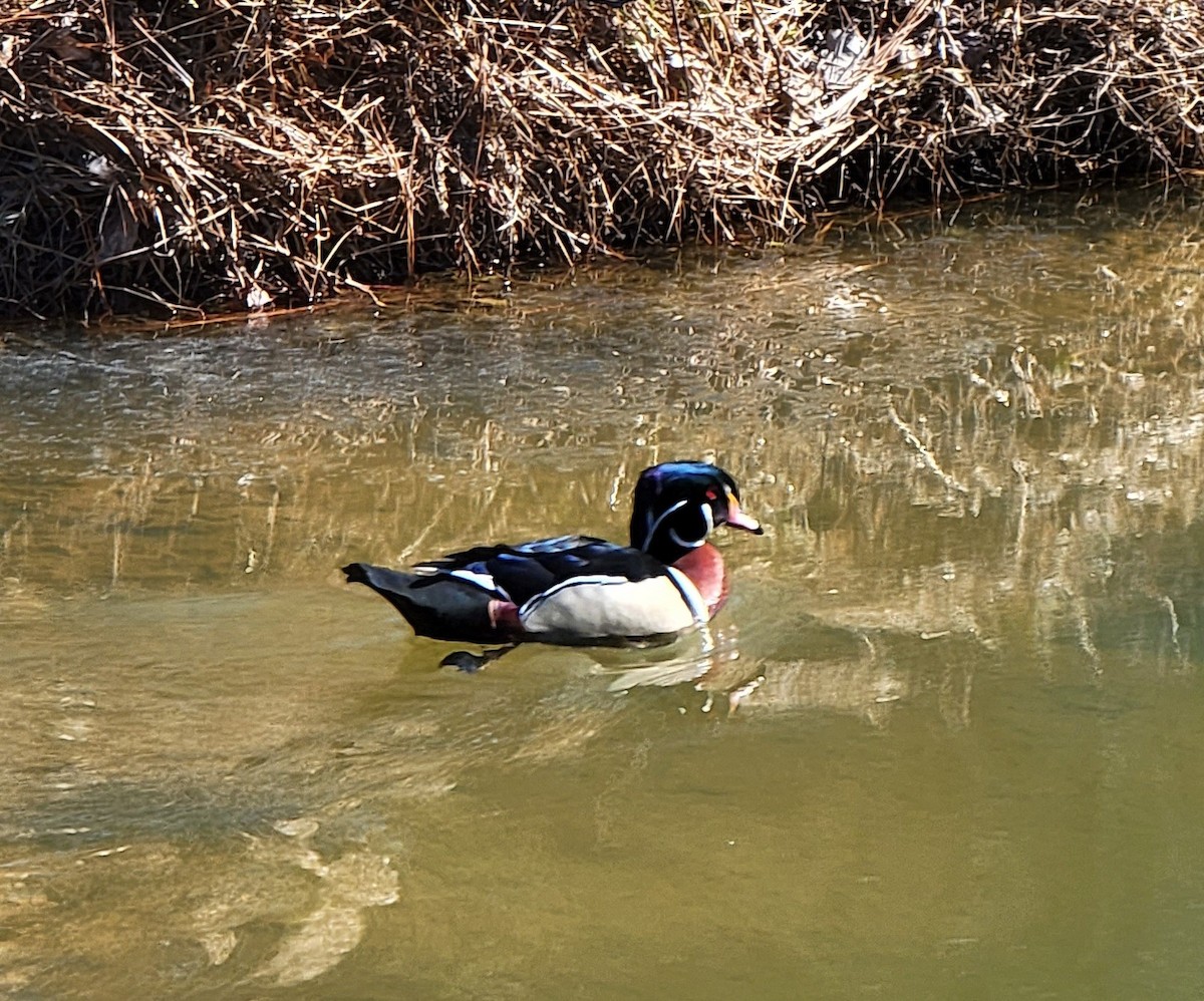Wood Duck - ML411663851