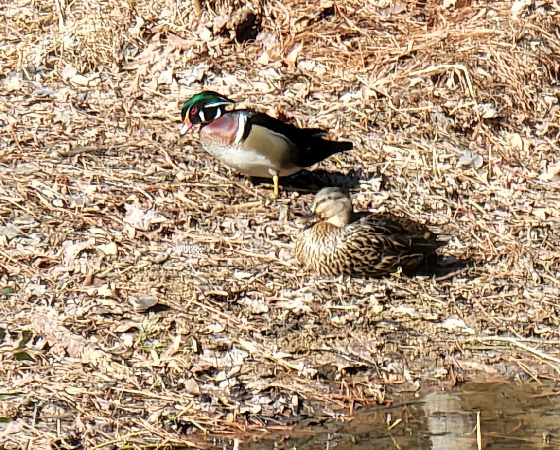 Wood Duck - ML411663901