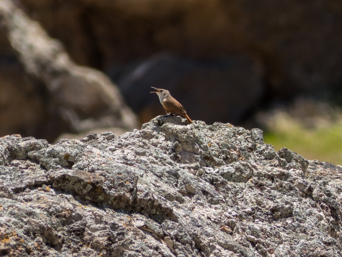 Canyon Wren - ML41166391