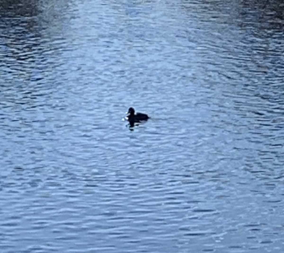 Lesser Scaup - ML411663921