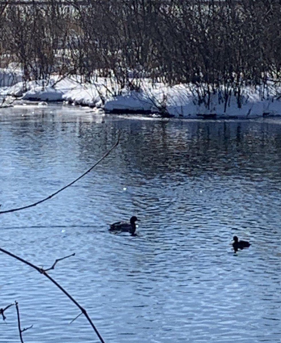 Lesser Scaup - ML411663931