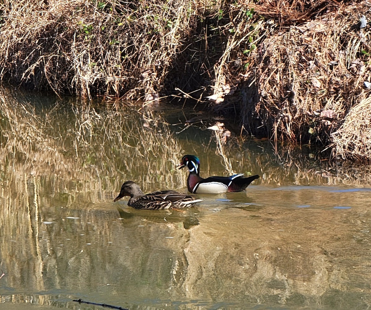 Wood Duck - ML411663951