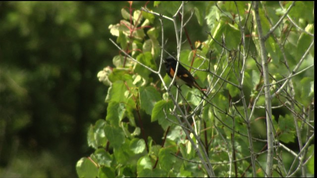 American Redstart - ML411664