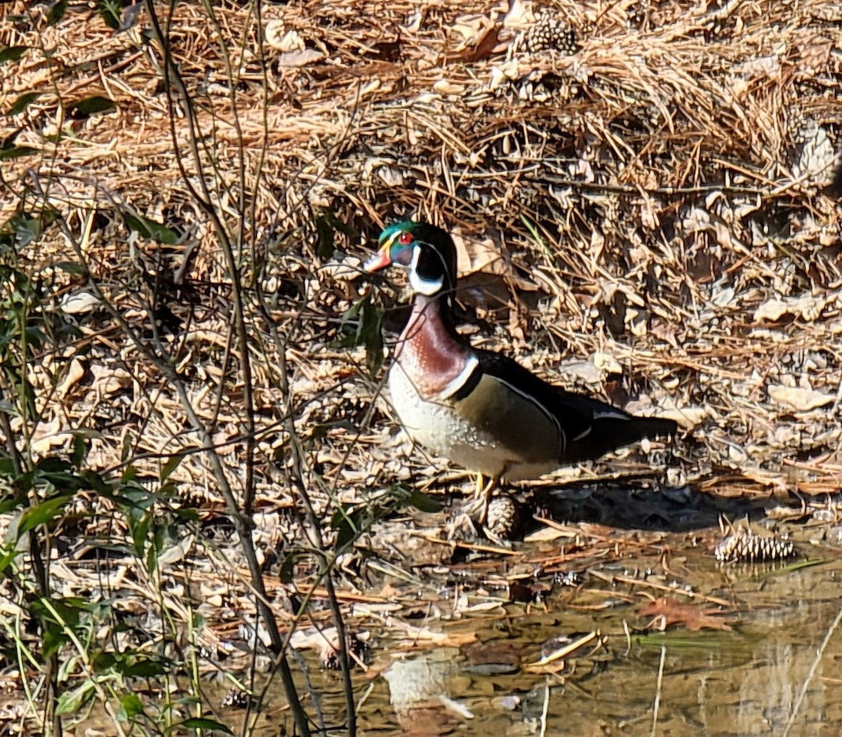 Wood Duck - ML411664001