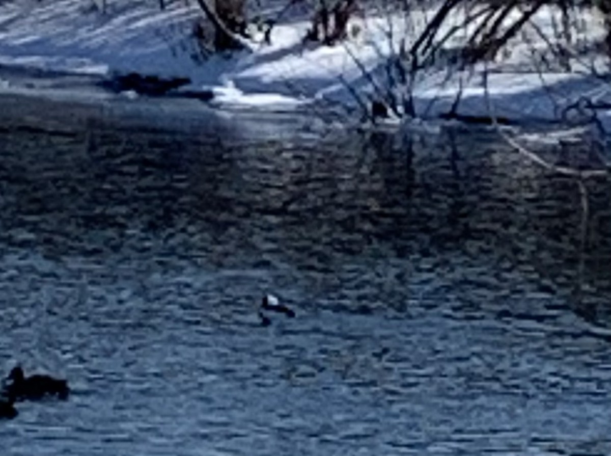 Bufflehead - ML411664021