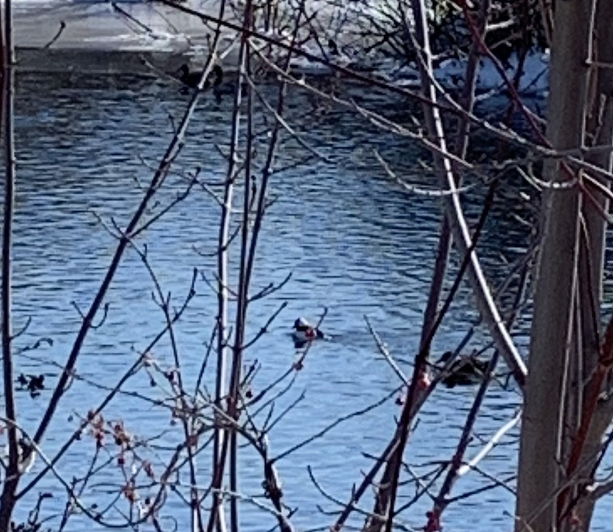 Bufflehead - ML411664031