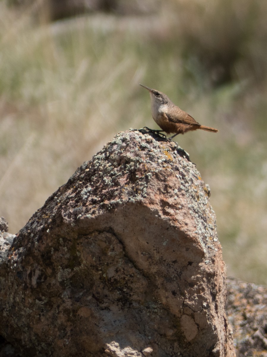 Canyon Wren - ML41166451