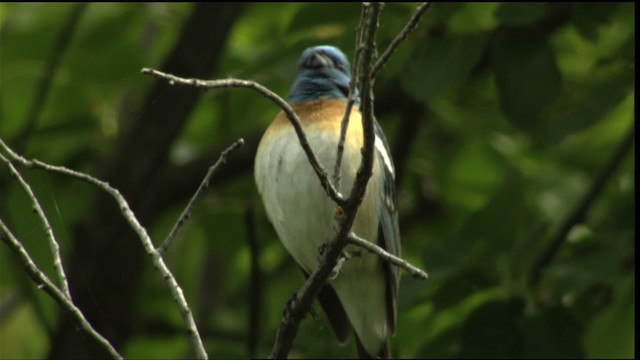 ムネアカルリノジコ - ML411665