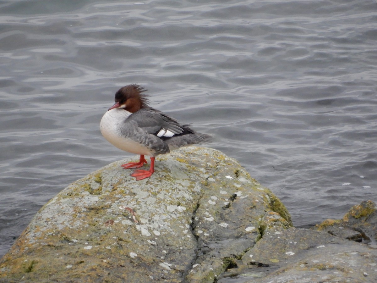 Common Merganser - ML411665061