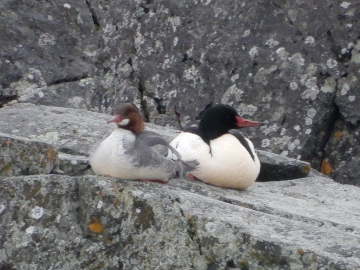 Common Merganser - ML411665071