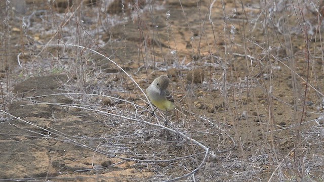 Galapagos Flycatcher - ML411666321