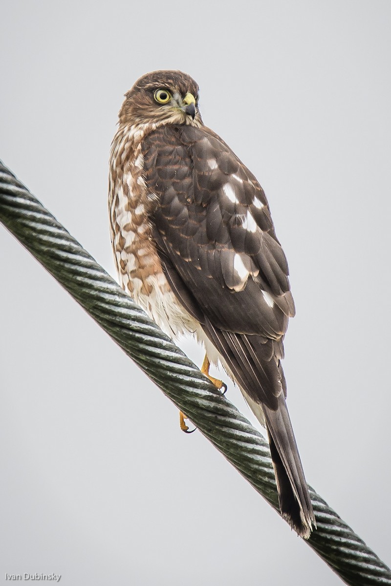 Sharp-shinned Hawk - ML41166821