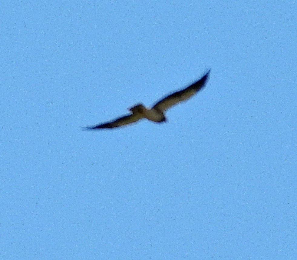 White-tailed Hawk - ML411669281
