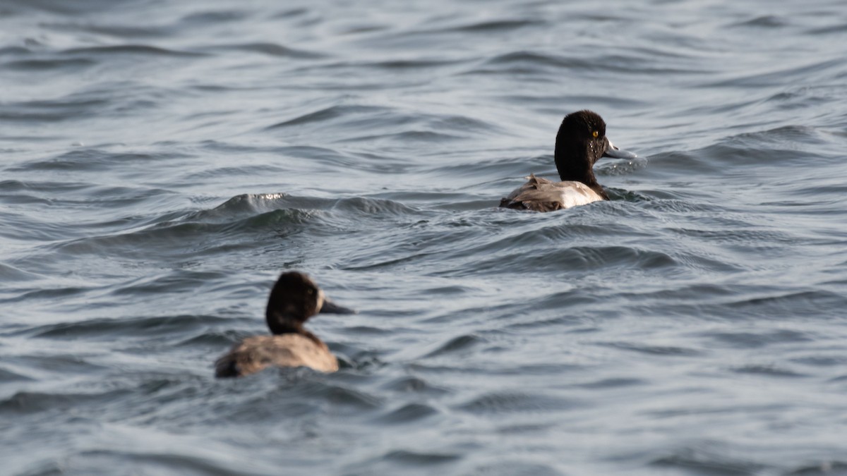 Lesser Scaup - ML411670711