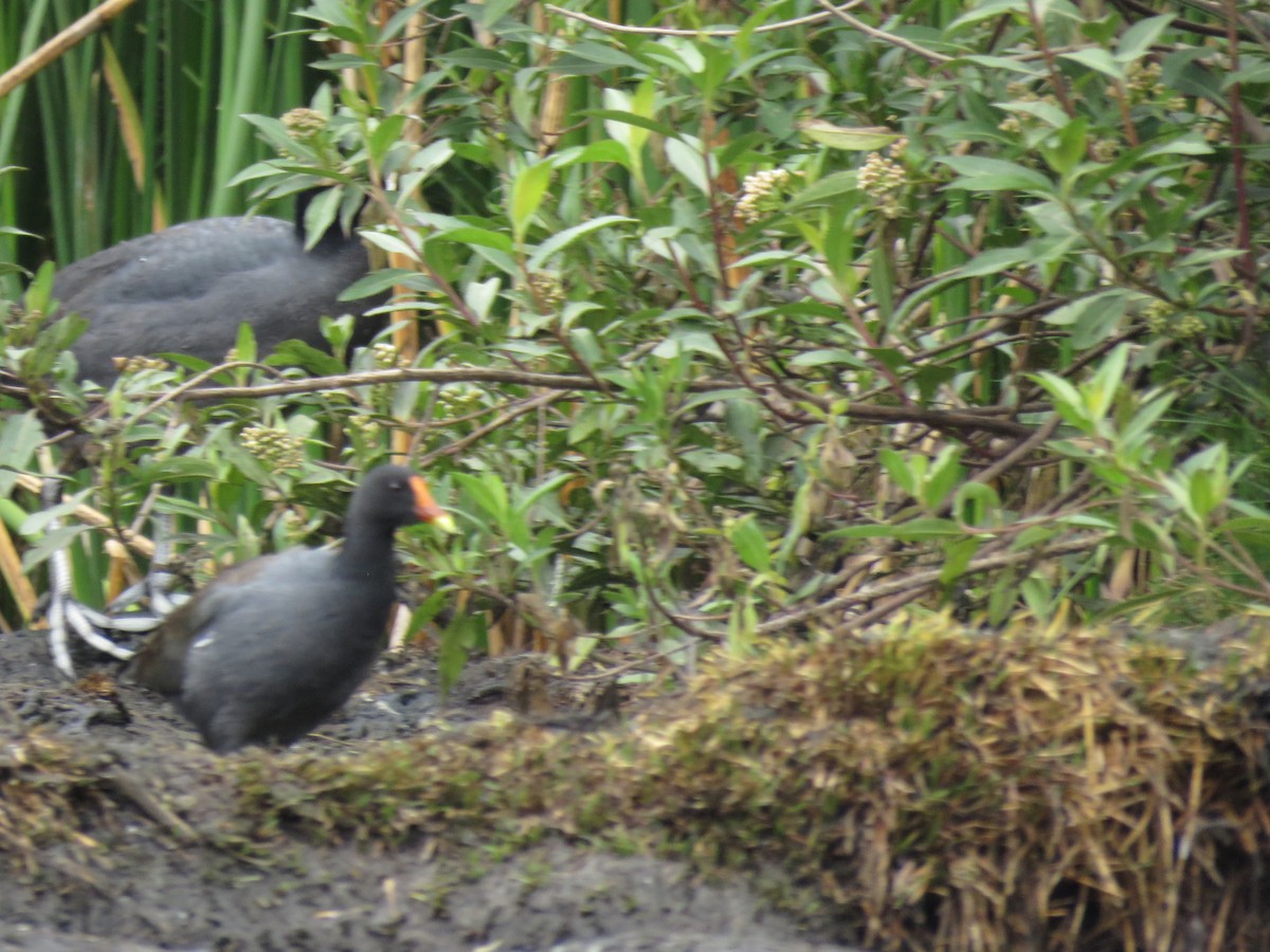 Common Gallinule - ML41167191