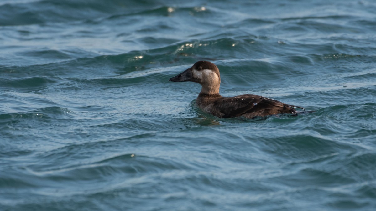 Surf Scoter - ML411672201