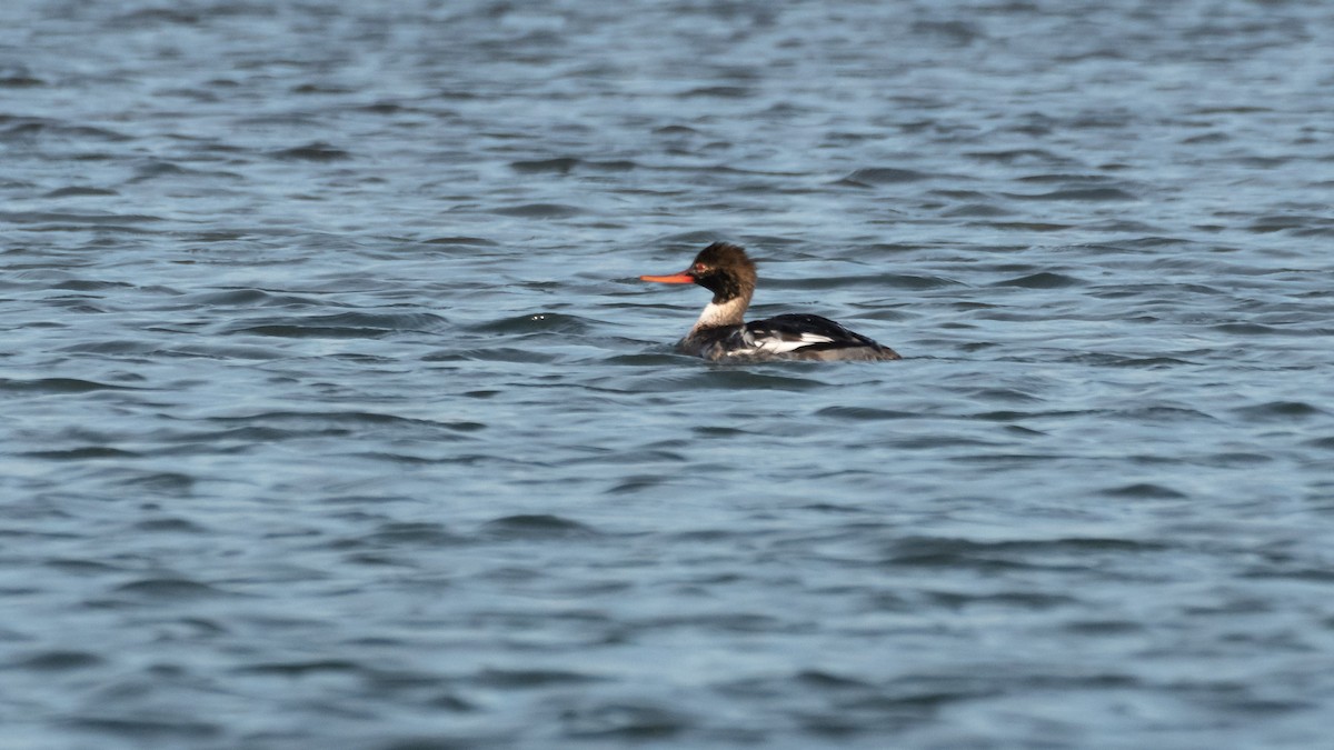 Red-breasted Merganser - ML411672361