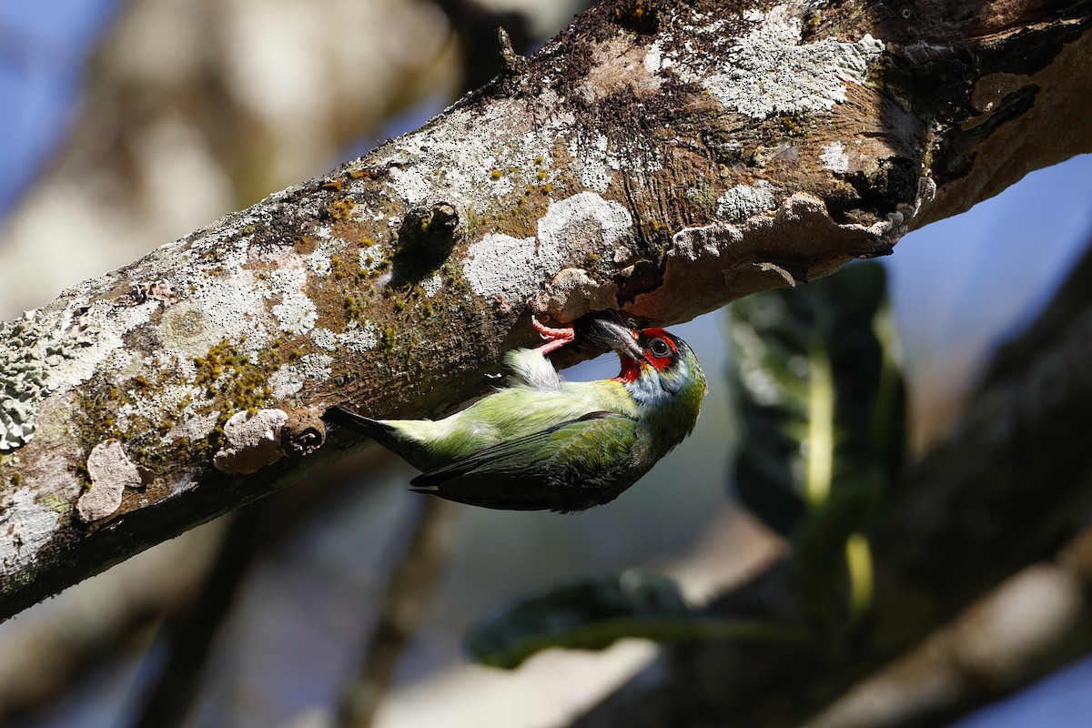 Malabar Barbet - Novelkumar M S