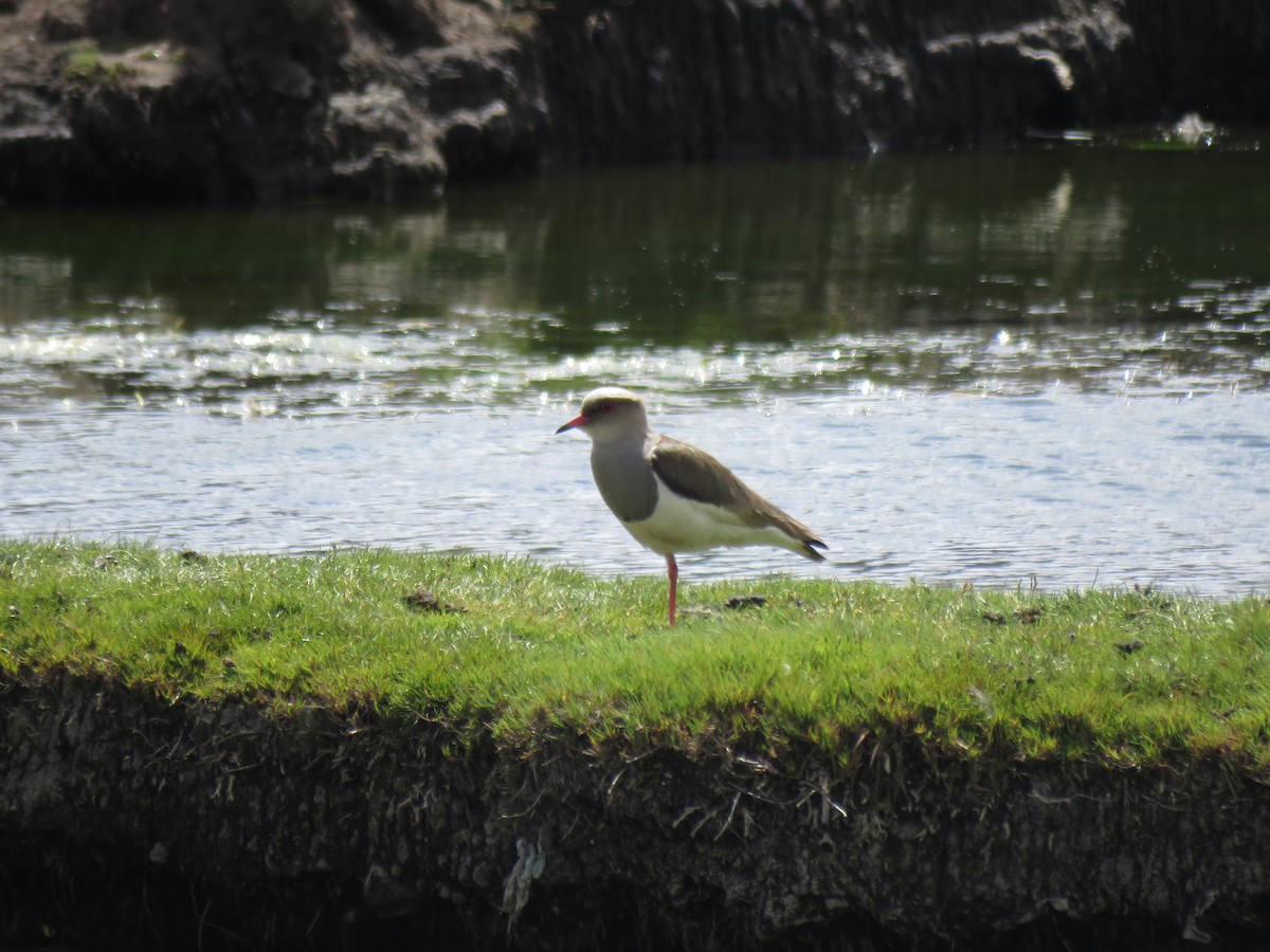 Andean Lapwing - ML41167251