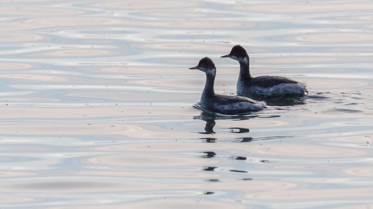 Eared Grebe - ML411672601