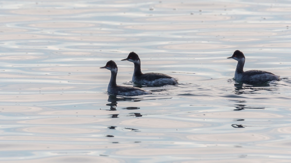 Eared Grebe - ML411672611