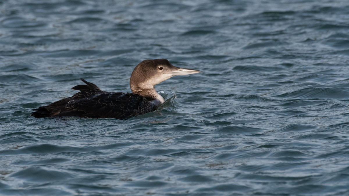 Common Loon - Dan Hackley