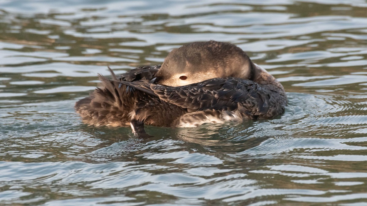 Common Loon - ML411674531