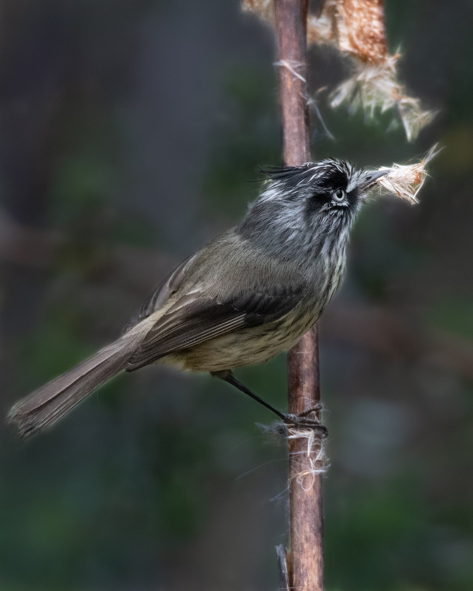 Tufted Tit-Tyrant - ML411674561