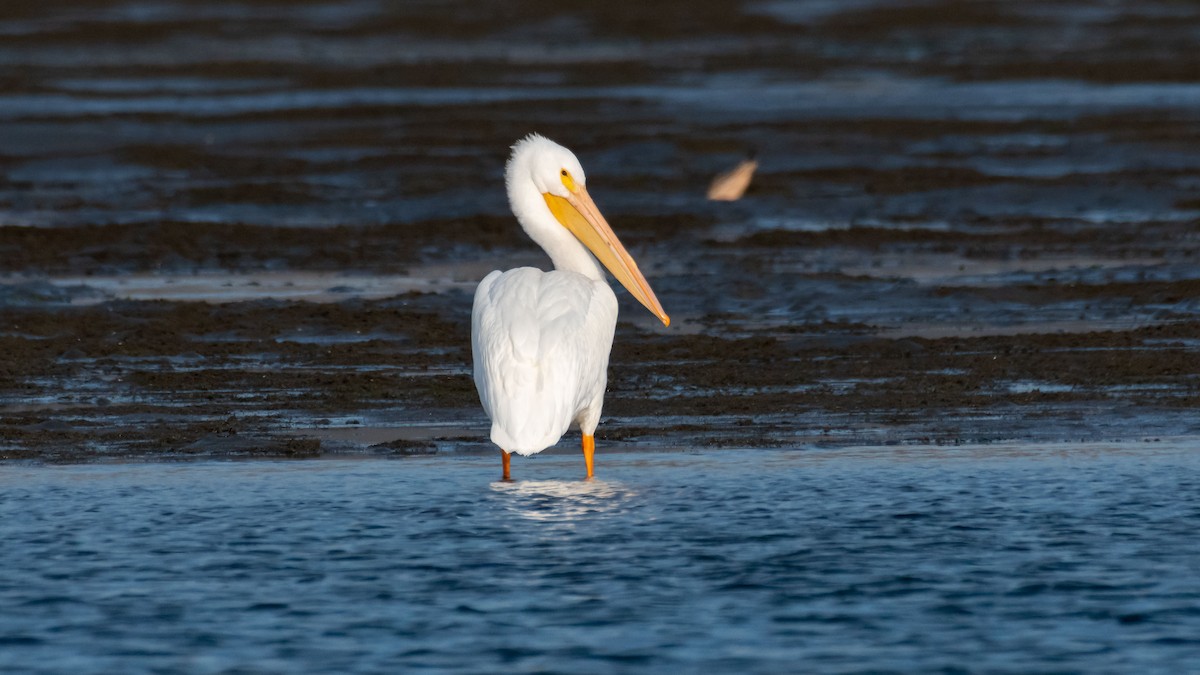 American White Pelican - ML411674651