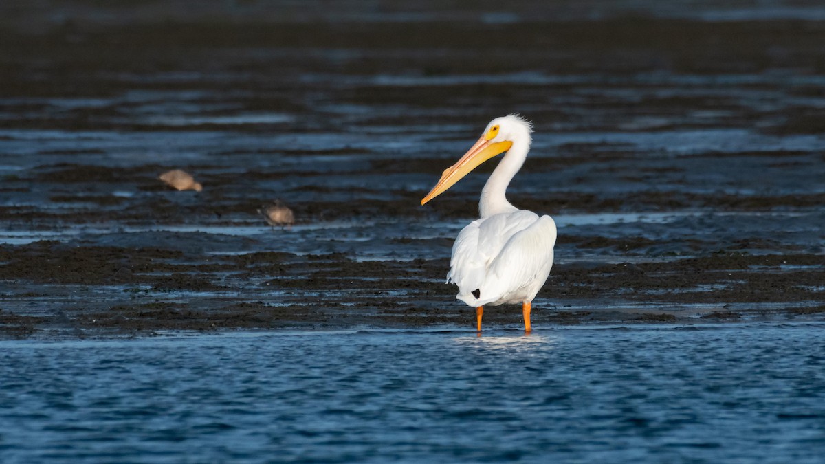 American White Pelican - ML411674671