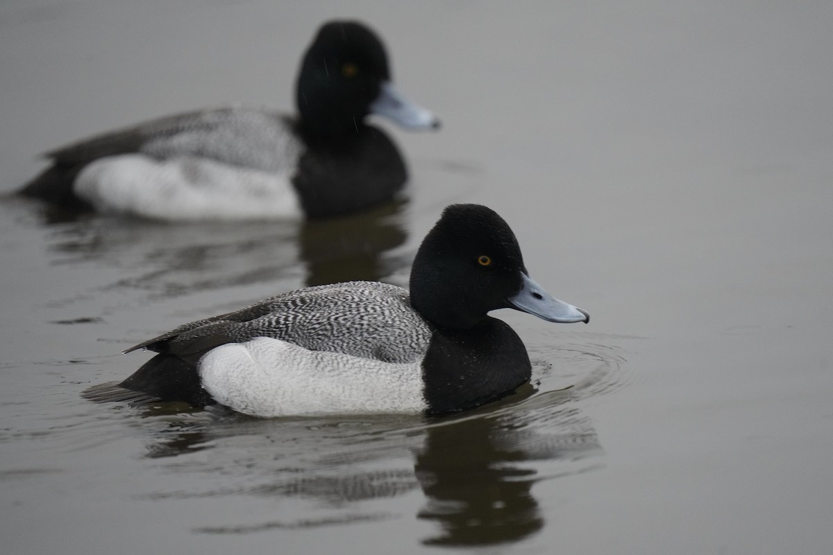 Lesser Scaup - ML411674991