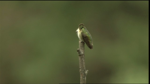 Colibrí Calíope - ML411675