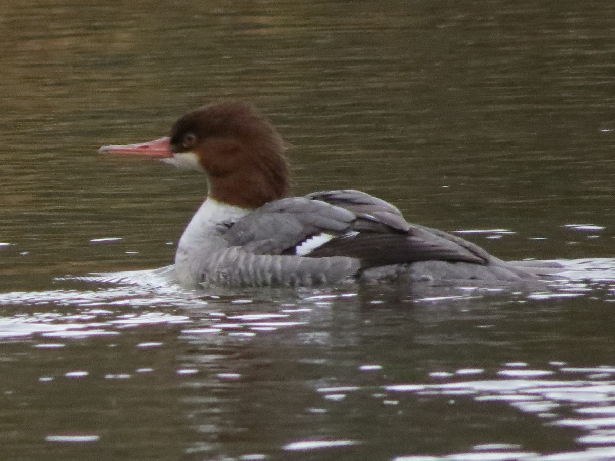 Common Merganser - Jamie Simmons