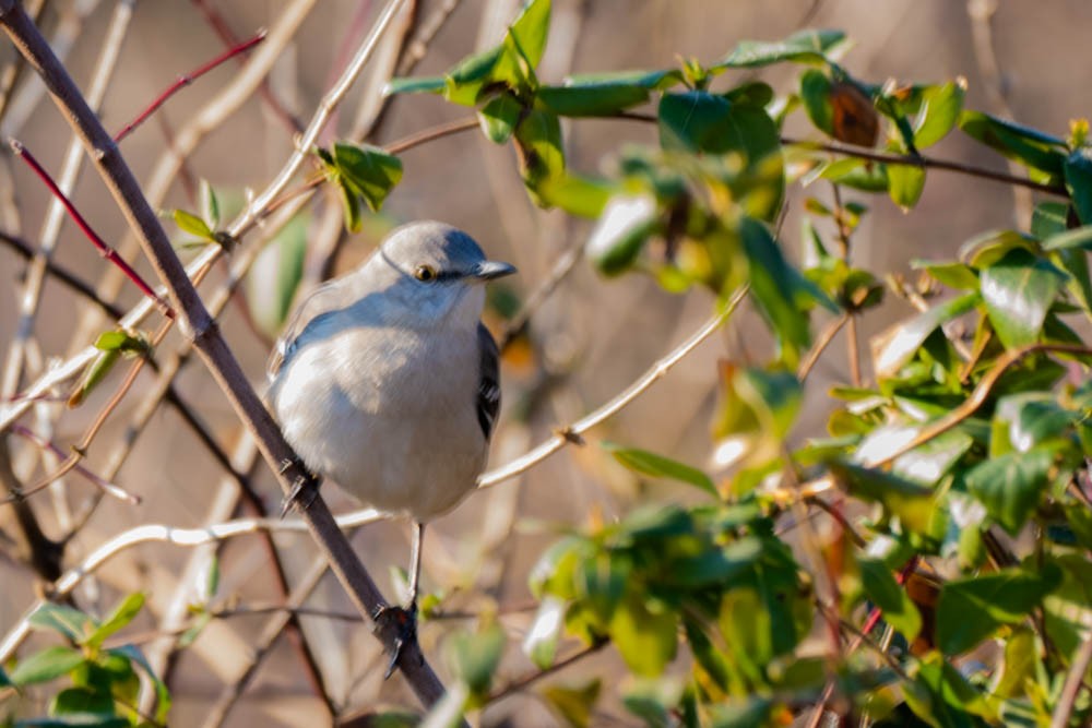 Northern Mockingbird - ML411676471