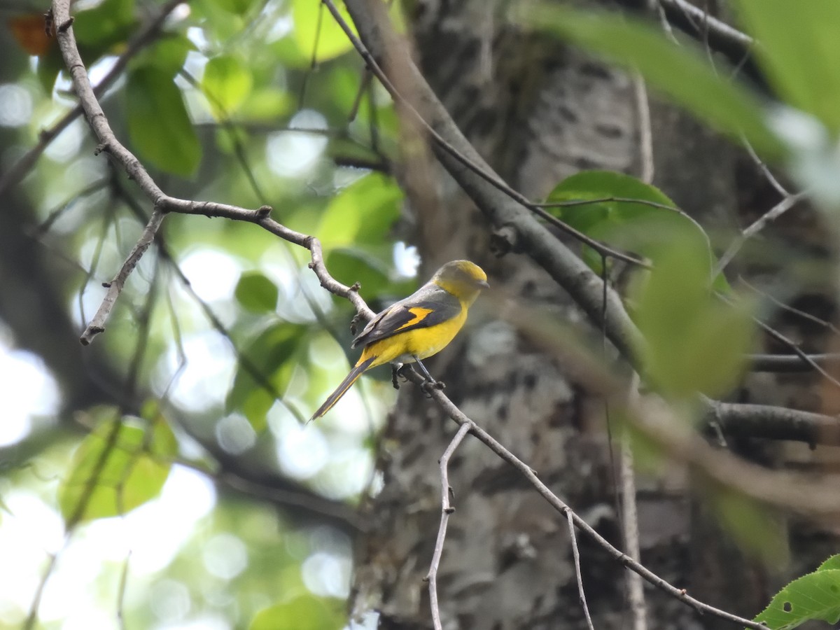 Kısa Gagalı Minivet - ML411677371