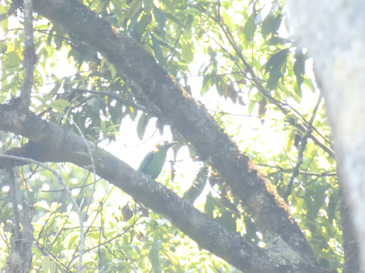 Altın Gıdılı Barbet - ML411677531