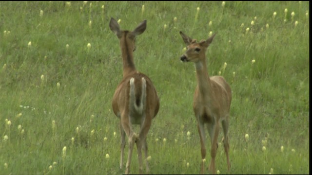 White-tailed Deer - ML411678