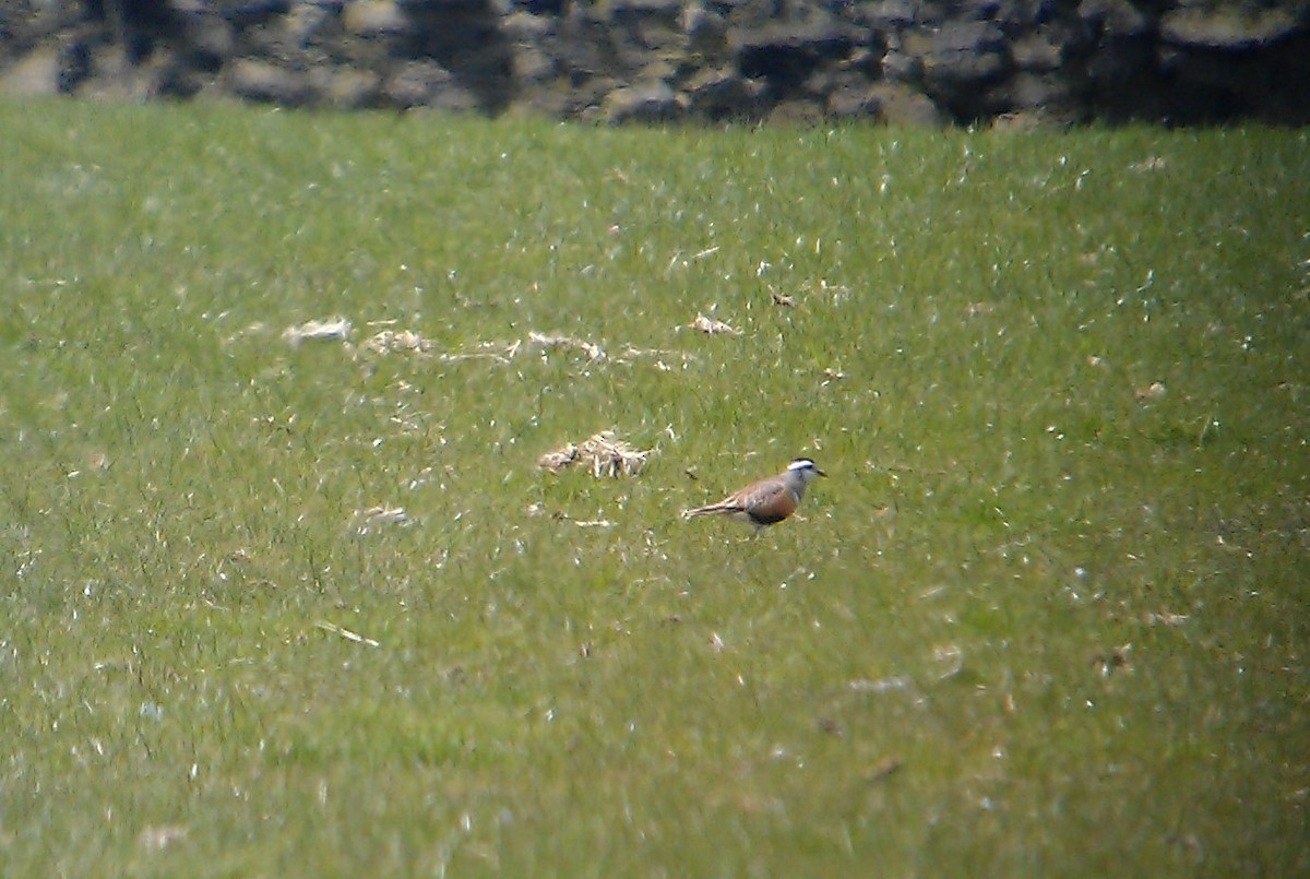 Eurasian Dotterel - ML411678701