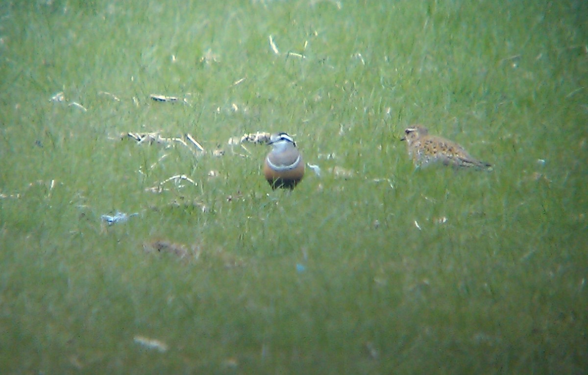 Eurasian Dotterel - ML411678721