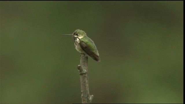 Colibrí Calíope - ML411680