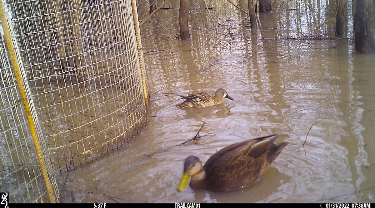 Blue-winged Teal - ML411680821