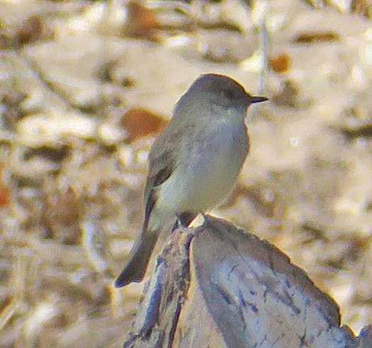 Eastern Phoebe - ML411681311