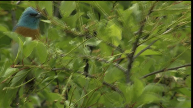 Lazuli Bunting - ML411682