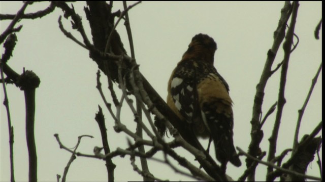 Black-headed Grosbeak - ML411683