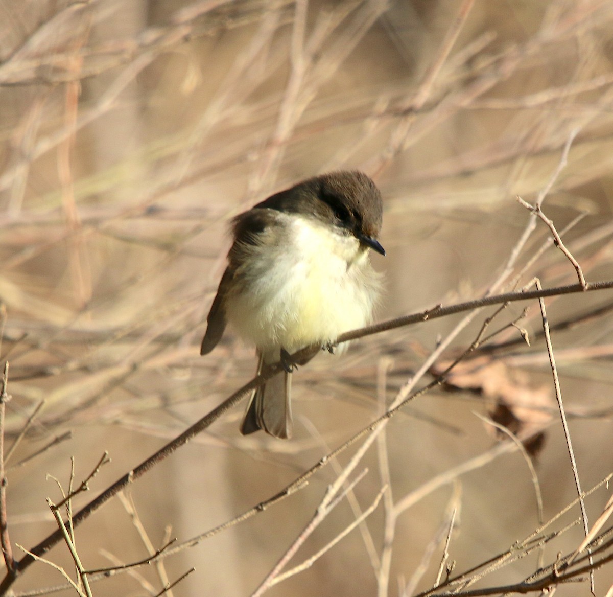 Eastern Phoebe - ML411683011