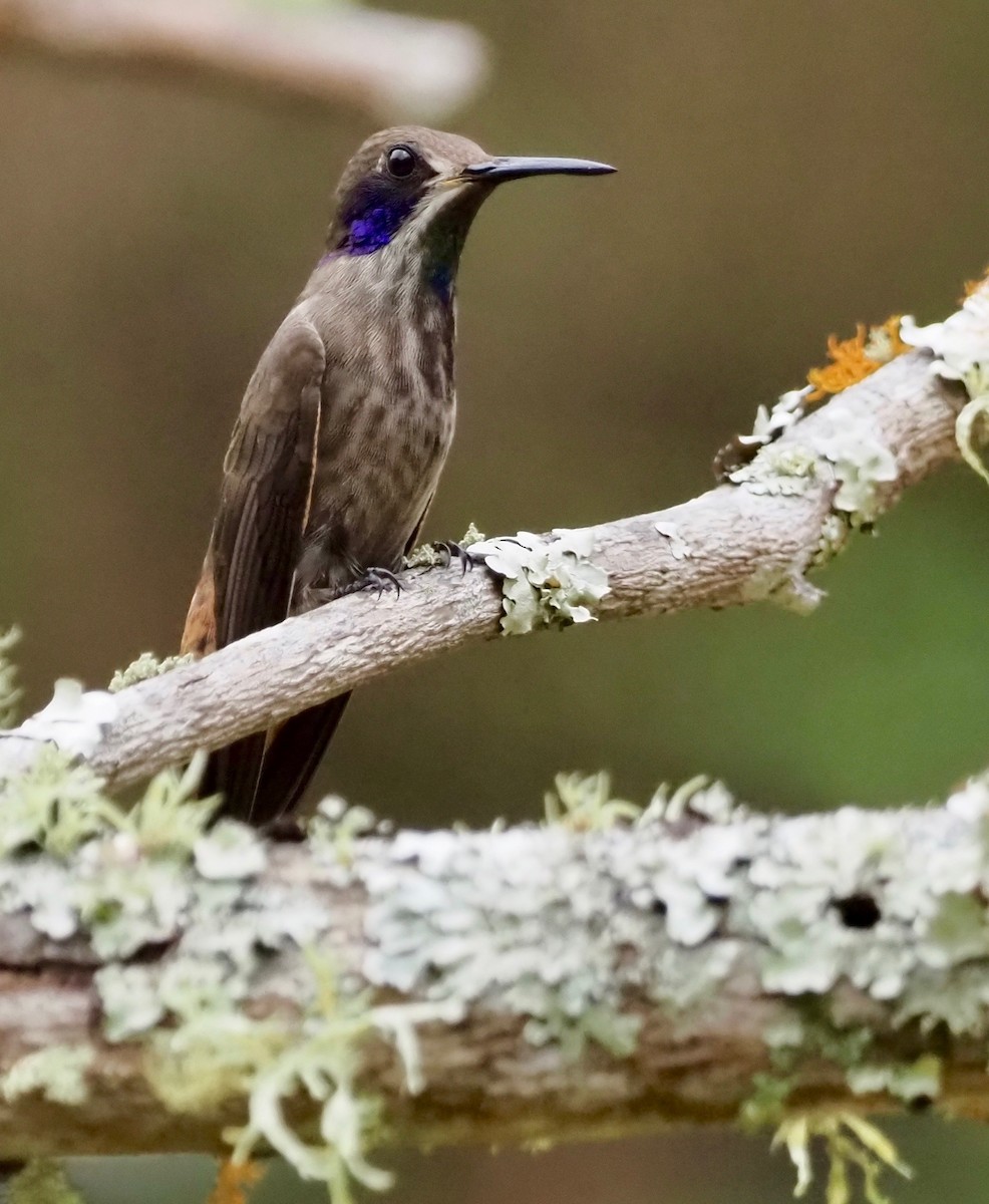 Brown Violetear - Suzette Stitely