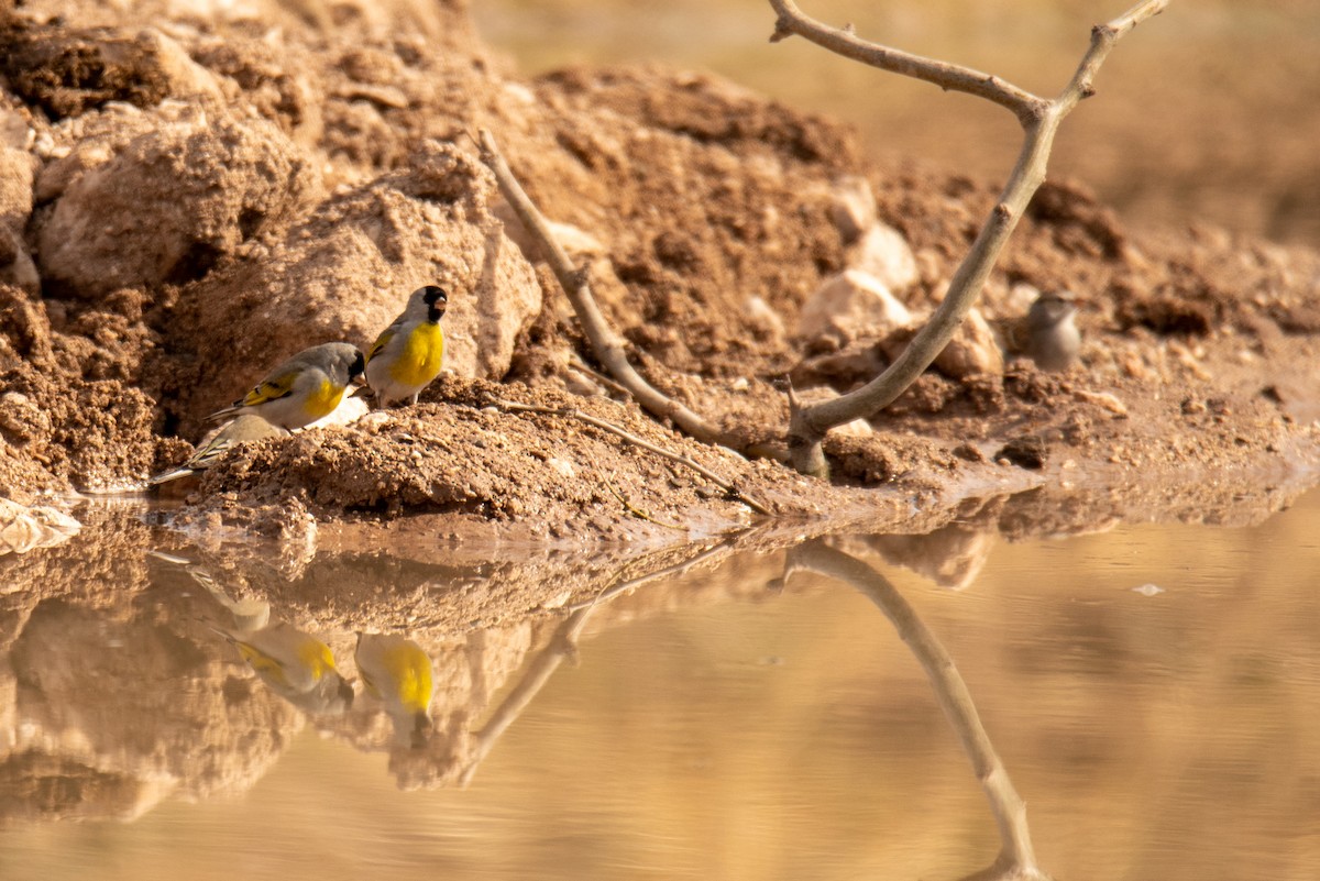 Lawrence's Goldfinch - ML411683781
