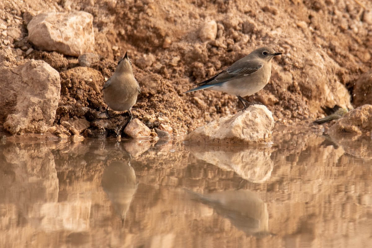 Mountain Bluebird - ML411683921